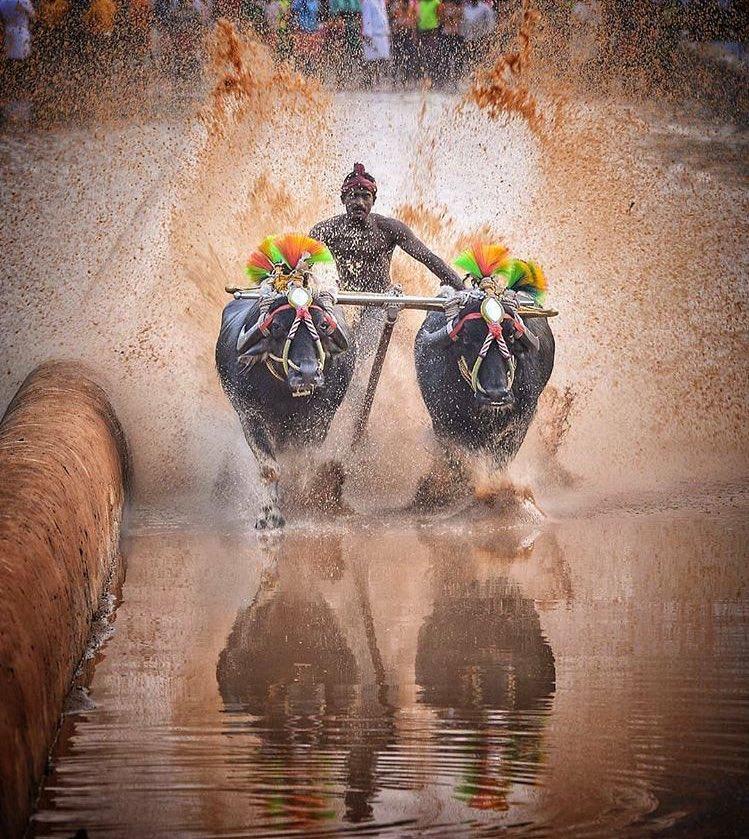 Traditional Kambala Buffalo Race 0ph4nr4yfbijjoa1w7kvgvrnlobmjev bjmi2f7tkbd2ckirybhklnwqgbglwgzqffupr3my3bp0hx5ljm2uzv lrioqrdkb4bstzfhkamp97aqth5yw2wcpxwwrgpwqfycepercehsa7aflncf6xewuo6r3wx7wd3pjqdh9kid1n8xbnxleg4jhnpwasm p